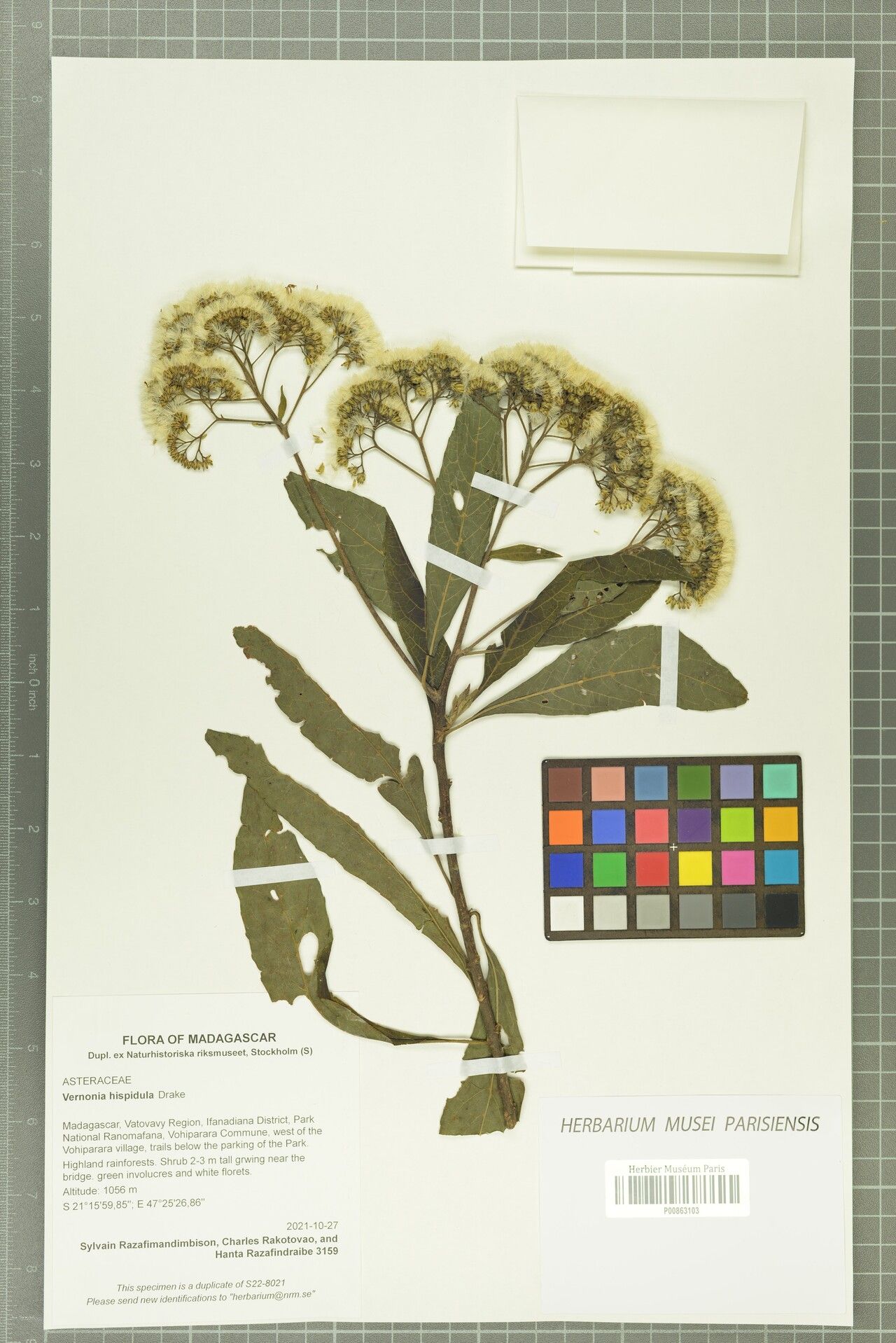 Vernonia hispidula — houseplant care guide