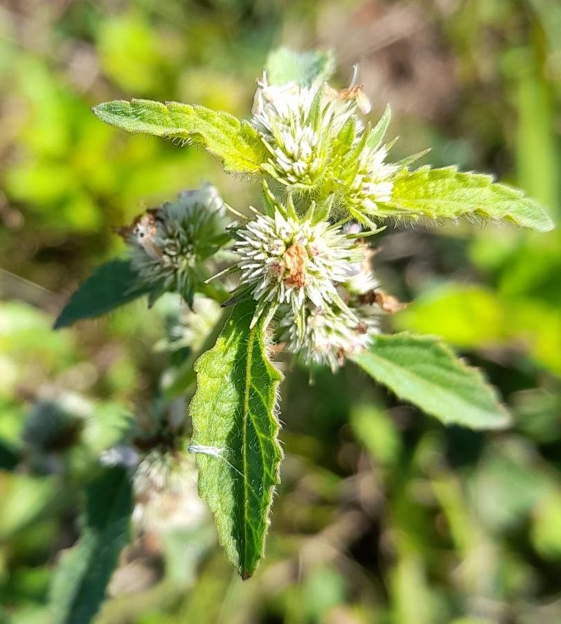 Hyptis brevipes flower