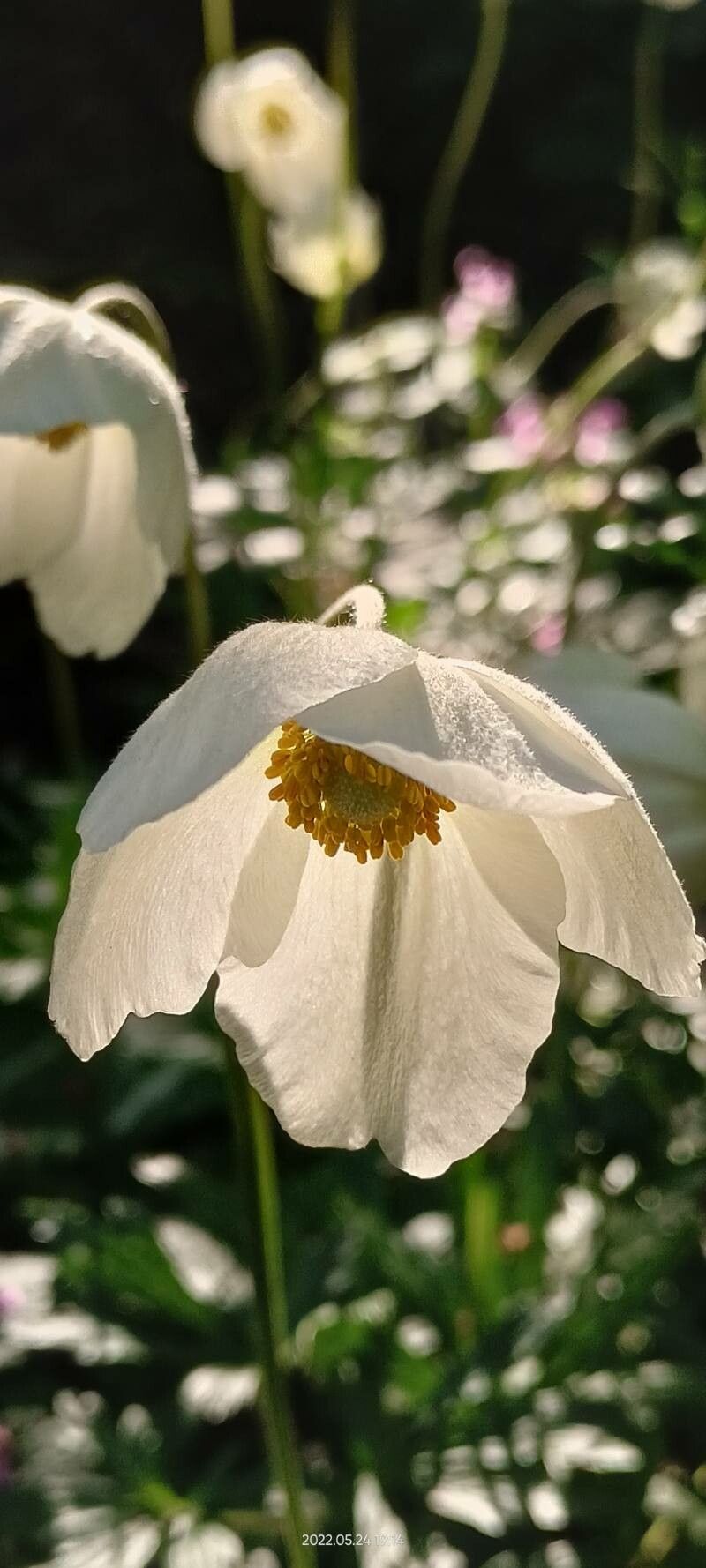 Anemonoides sylvestris flower