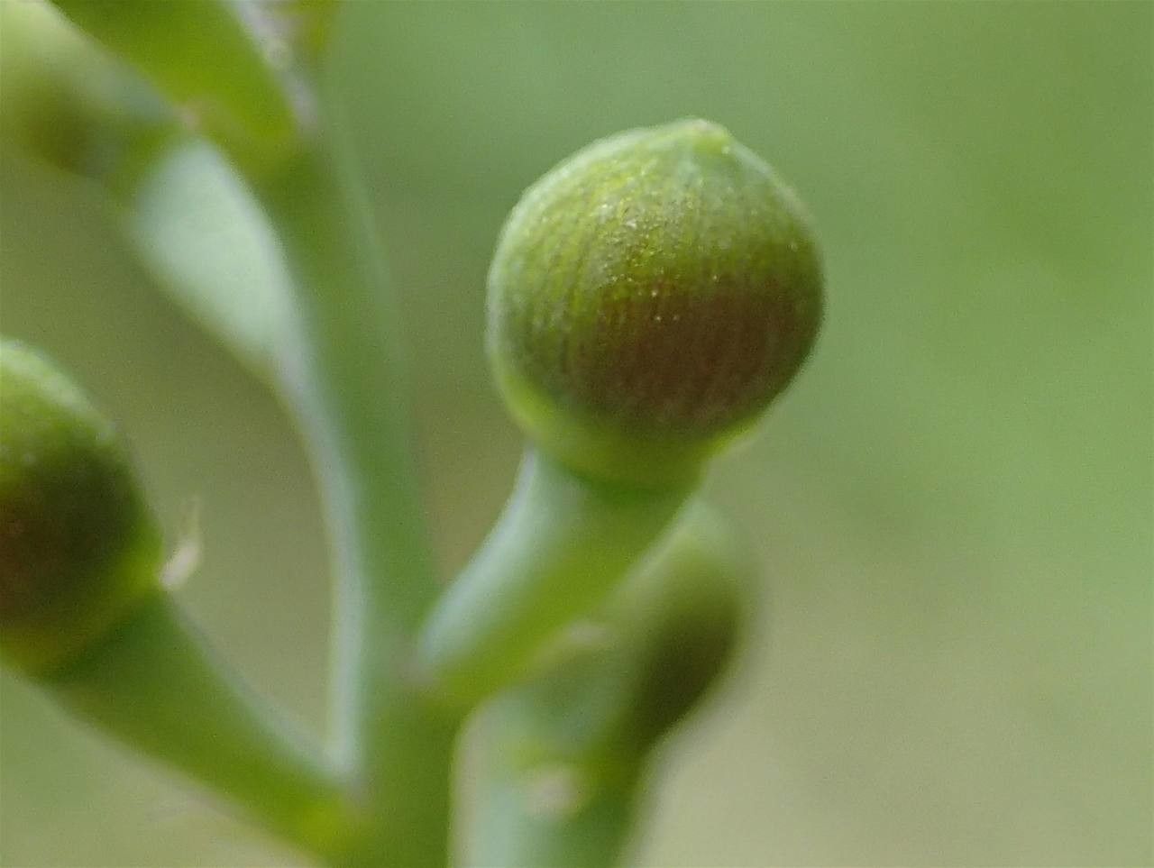 Fumaria petteri fruit