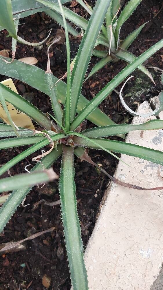 Cryptanthus colnagoi — houseplant care guide