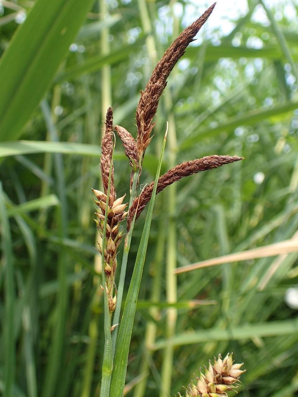 Carex riparia fruit