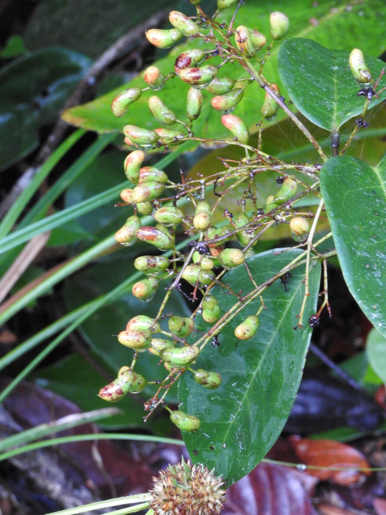 Connarus patrisii fruit