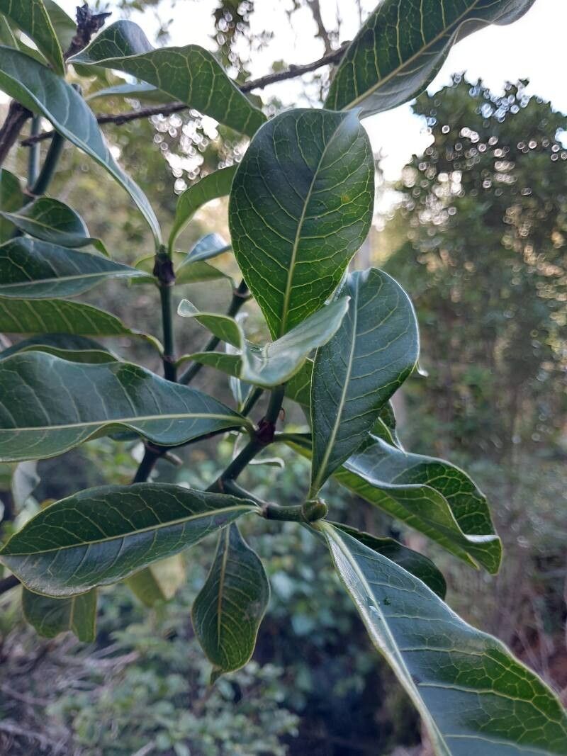 Psychotria megalocarpa leaf