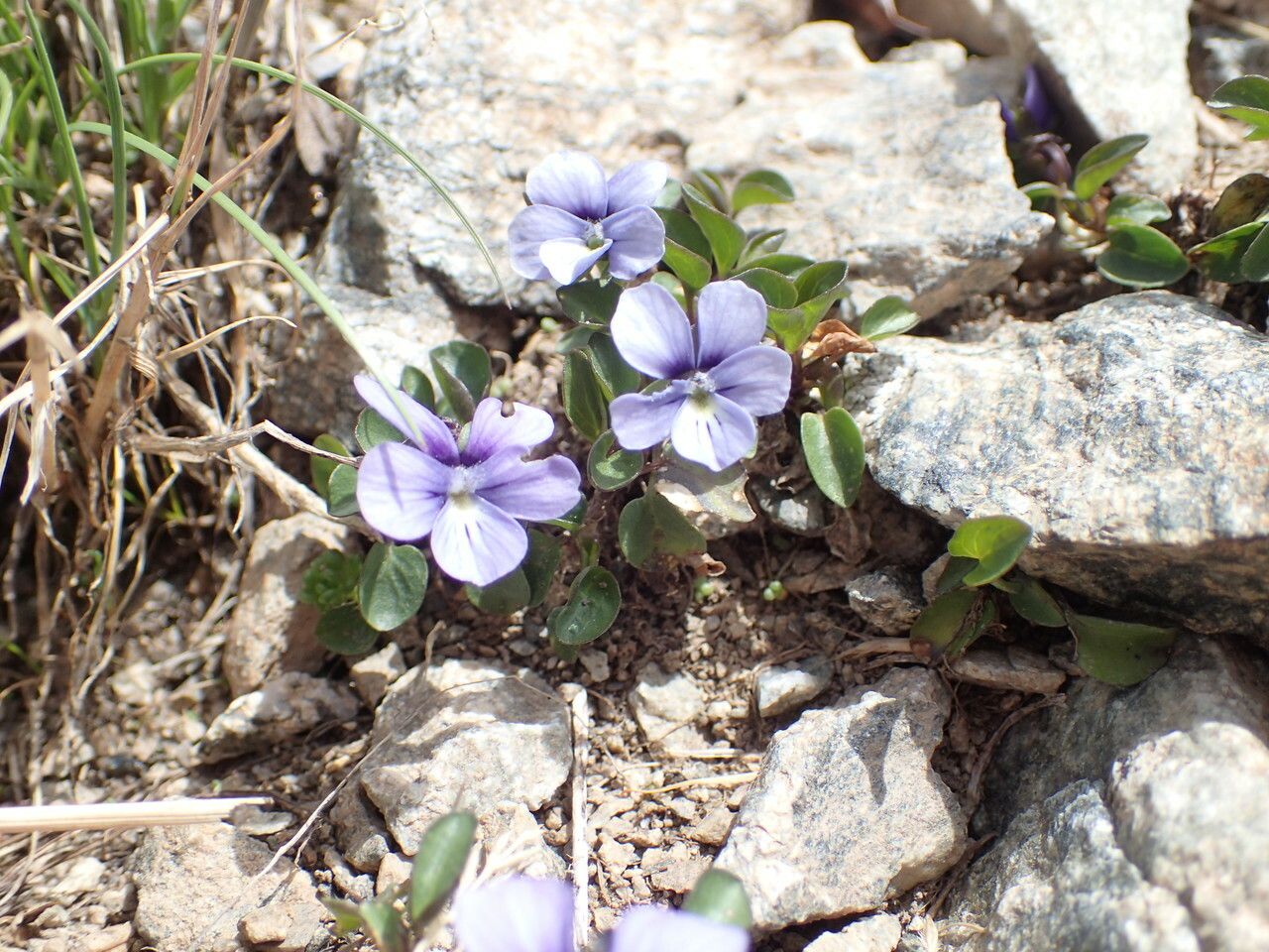 Viola argenteria habit
