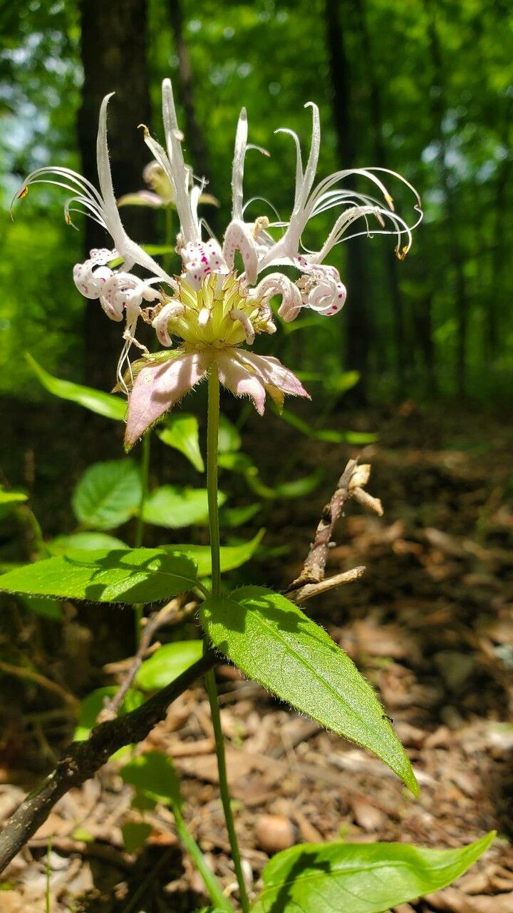 Monarda russeliana — houseplant care guide