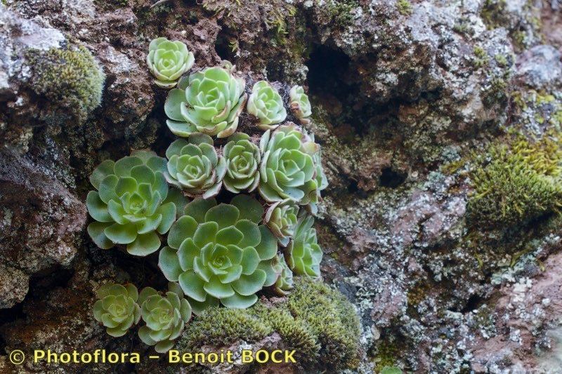 Greenovia aizoon — related species from the same genus