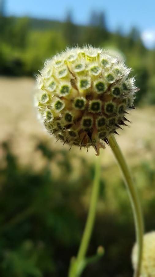 Cephalaria alpina fruit