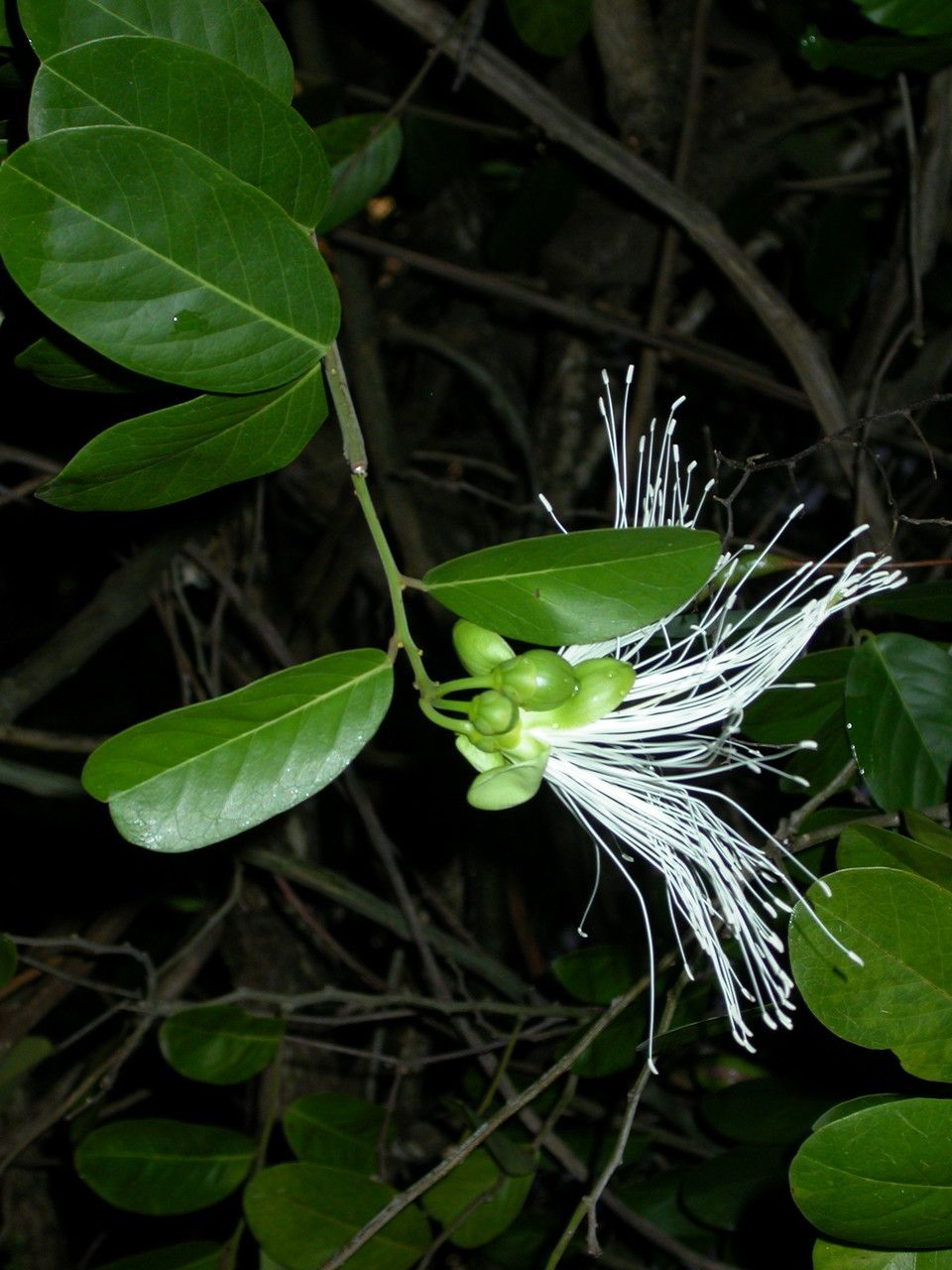 Capparis flexuosa flower