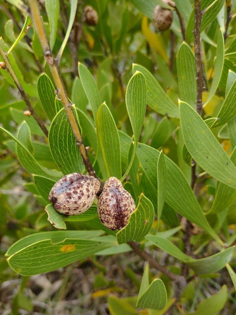 Hakea dactyloides fruit