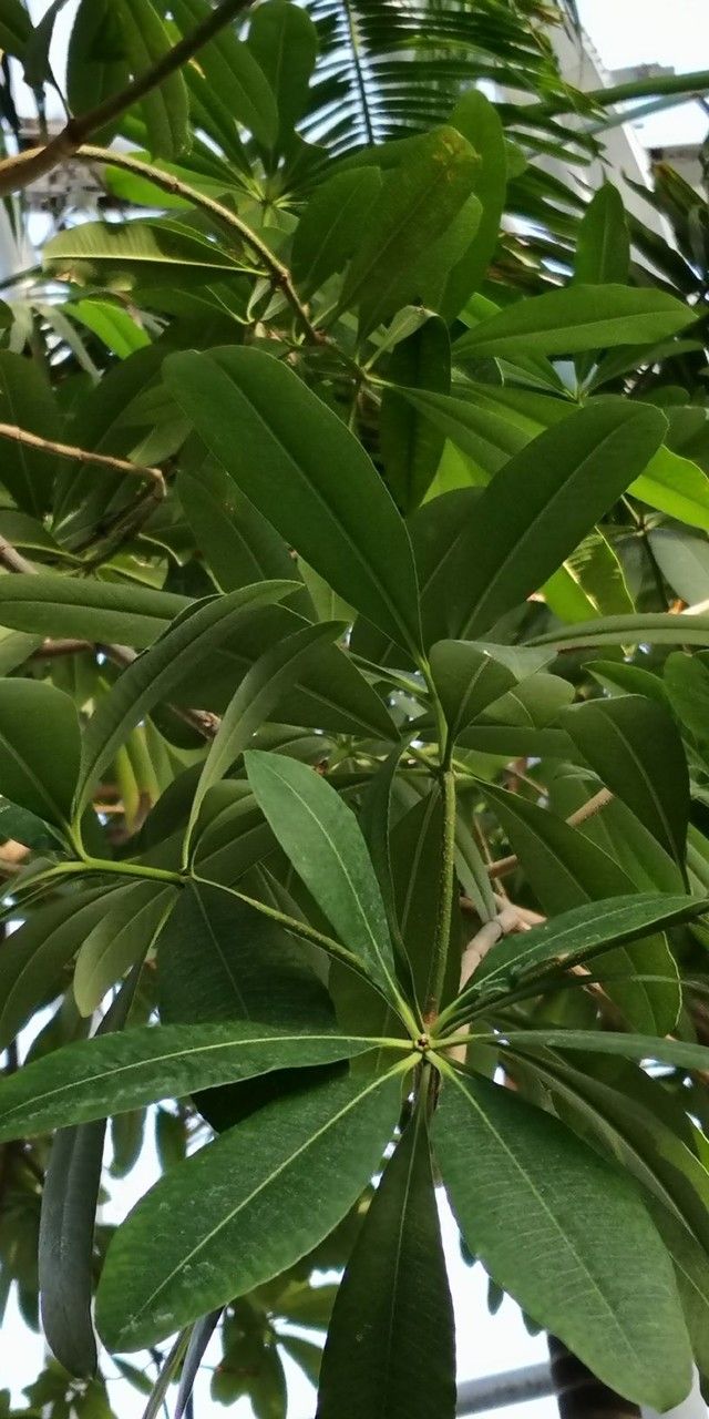 Alstonia rostrata — search result for 'Alstonia'