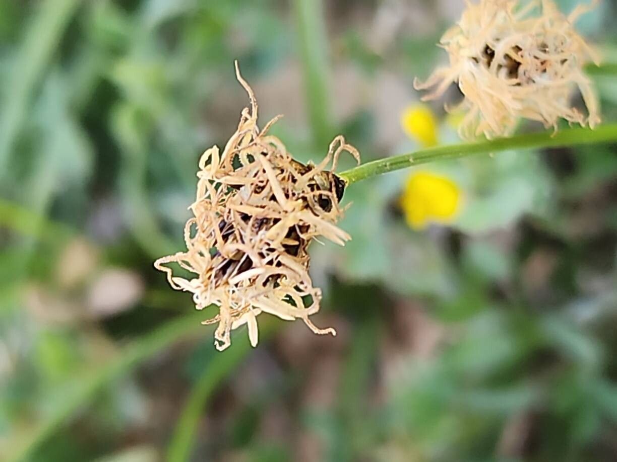 Carex stenophylla fruit