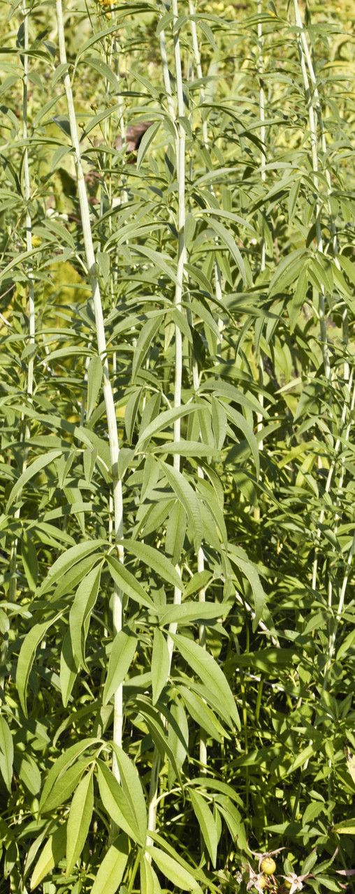 Coreopsis tripteris habit