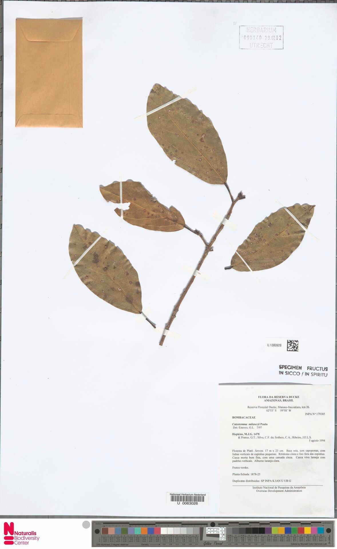 Catostemma milanezii — houseplant care guide