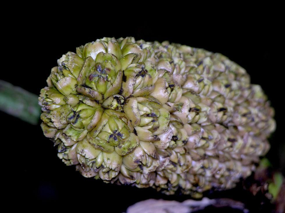 Asplundia euryspatha other