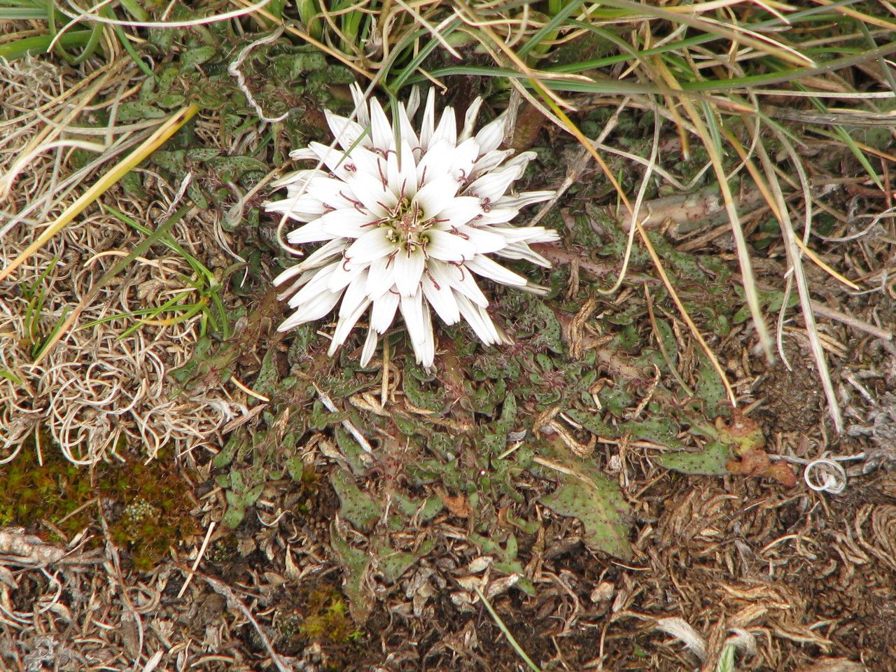 Hypochaeris echegarayi habit