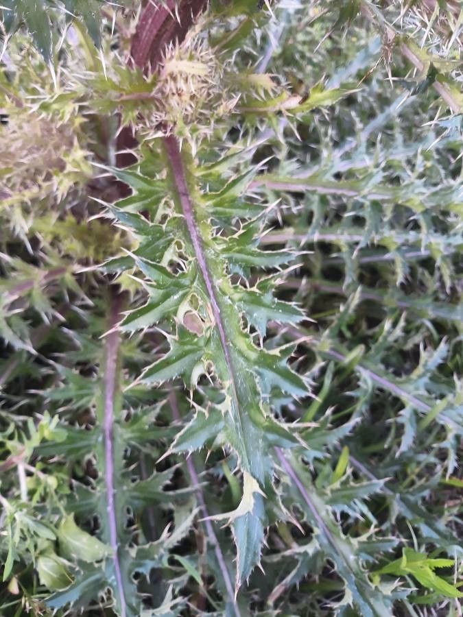 Cirsium horridulum — search result for 'Cirsium'