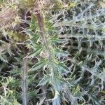 Cirsium horridulum