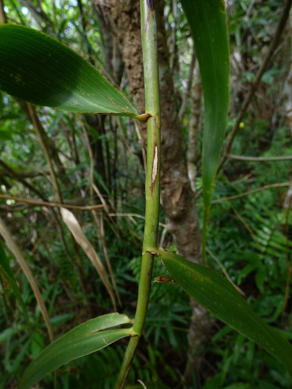 Flagellaria indica bark