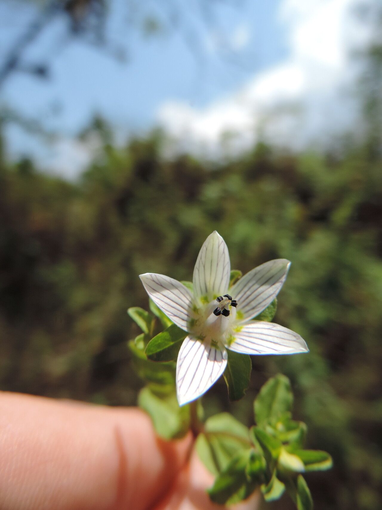 Swertia brownii — houseplant care guide