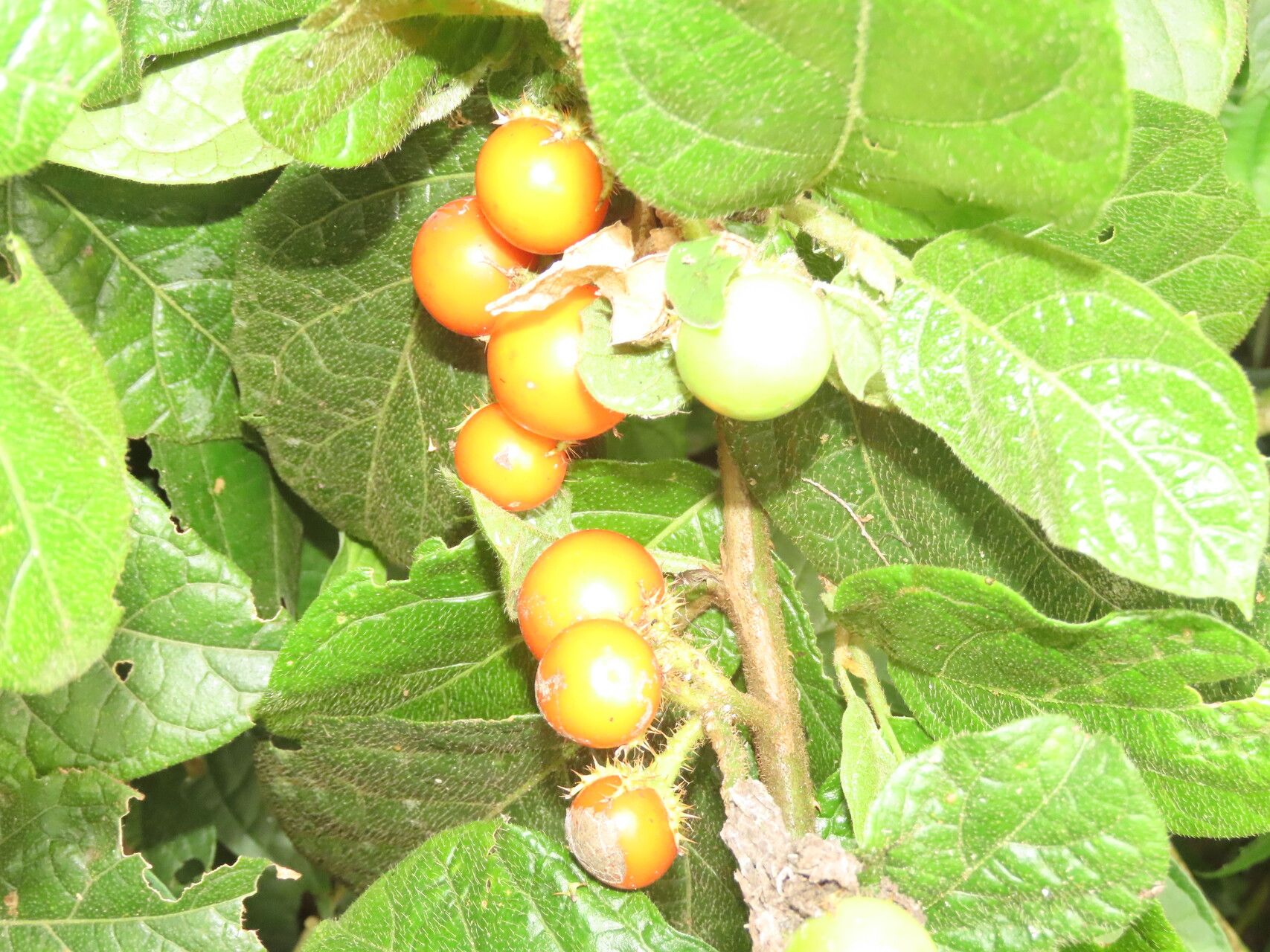 Solanum aturense fruit