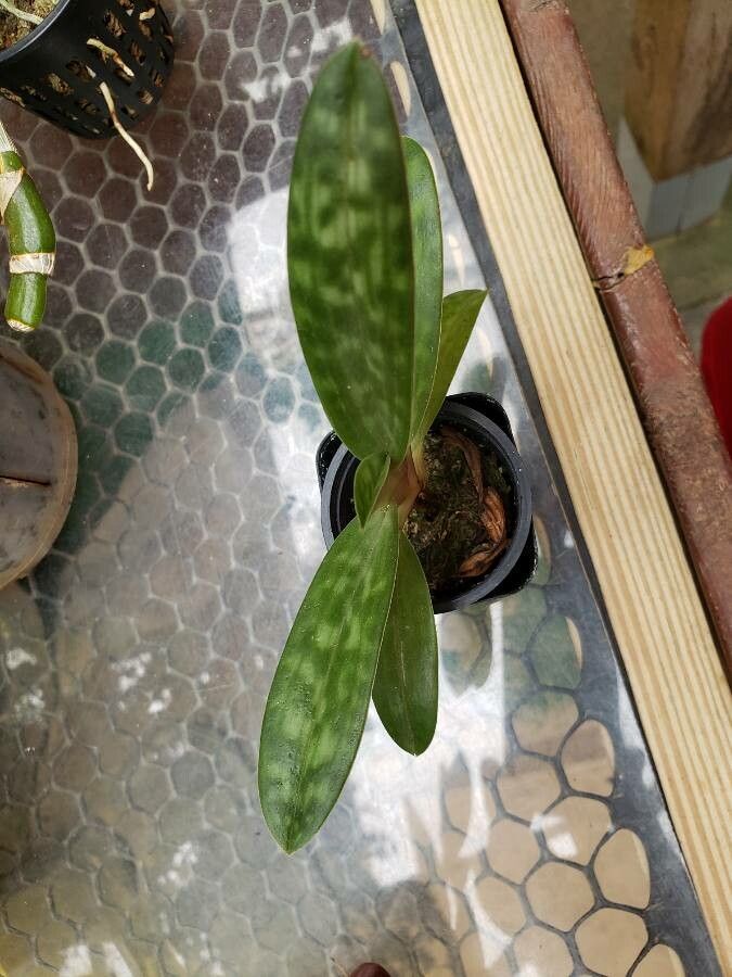 Eulophia maculata — houseplant care guide