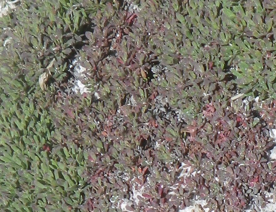 Limonium obtusifolium — houseplant care guide