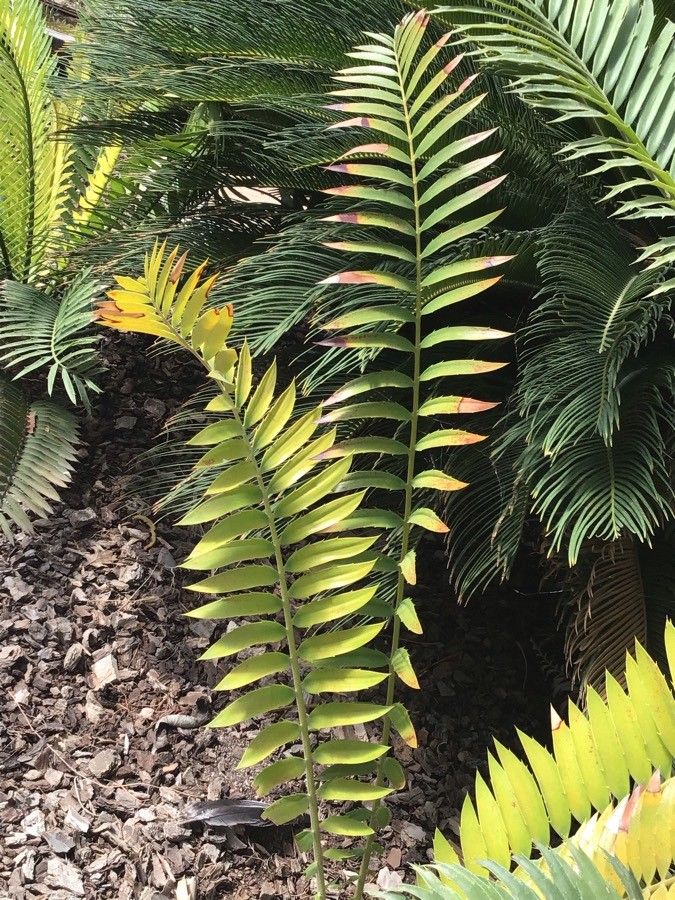 Encephalartos transvenosus — search result for 'Zamiaceae'