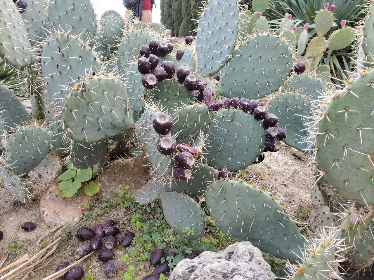 Opuntia erinacea fruit