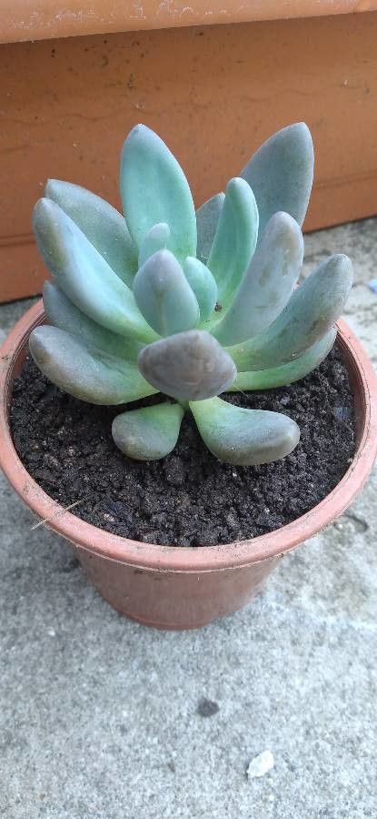 Pachyphytum kimnachii flower