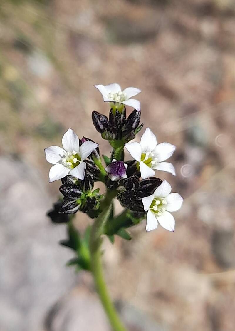 Gilia crassifolia flower