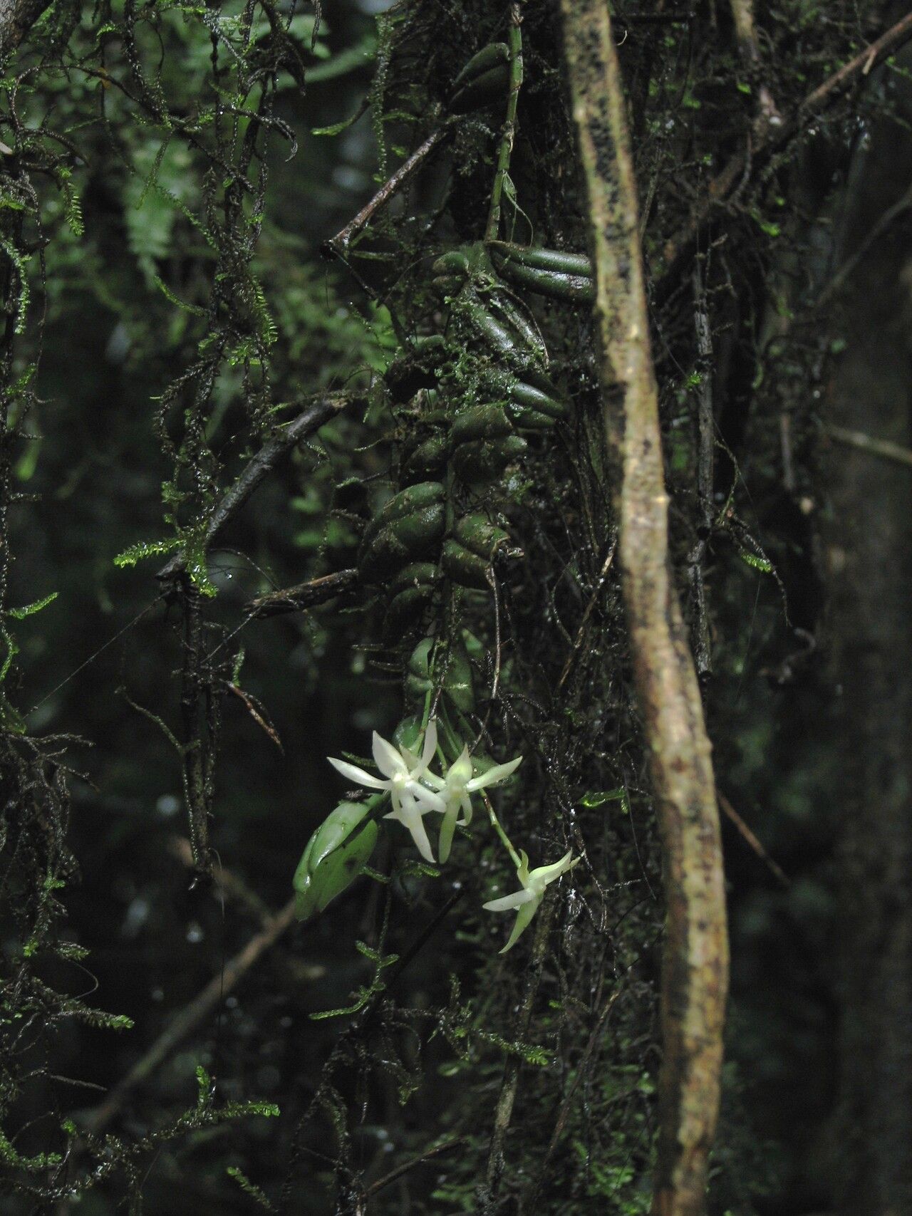 Angraecum egertonii habit