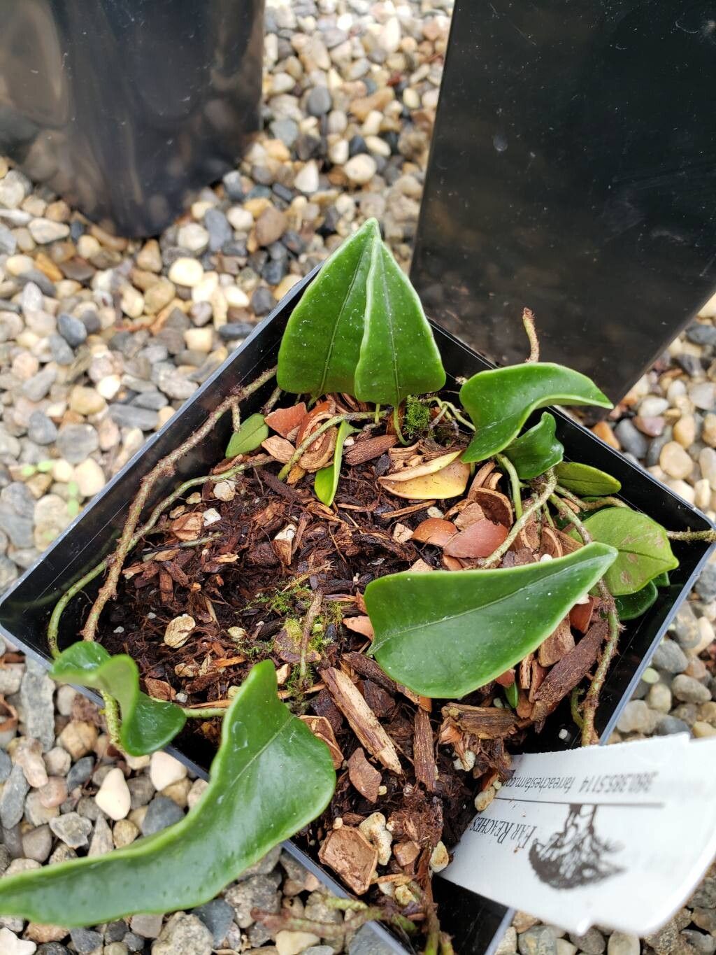 Lepisorus rostratus — search result for 'Lepisorus'