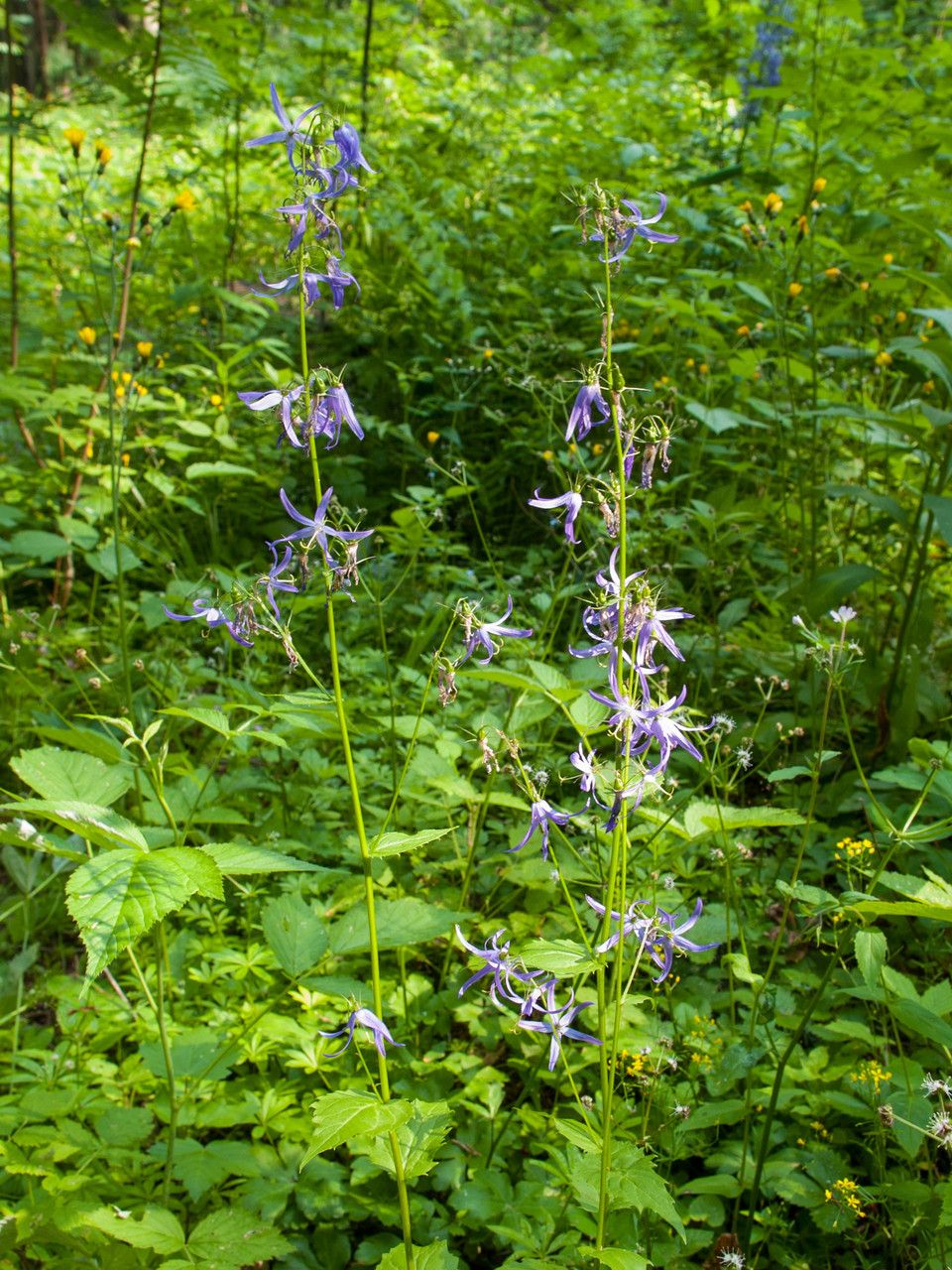 Campanula trichocalycina habit