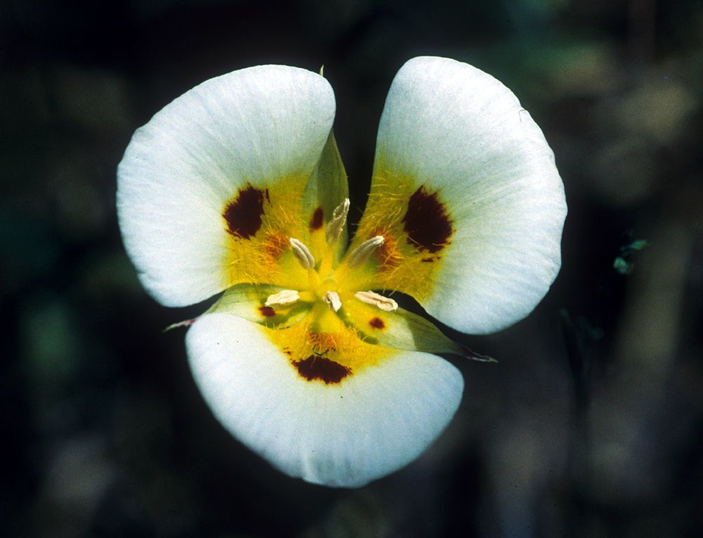 Calochortus syntrophus — search result for 'Calochortus'