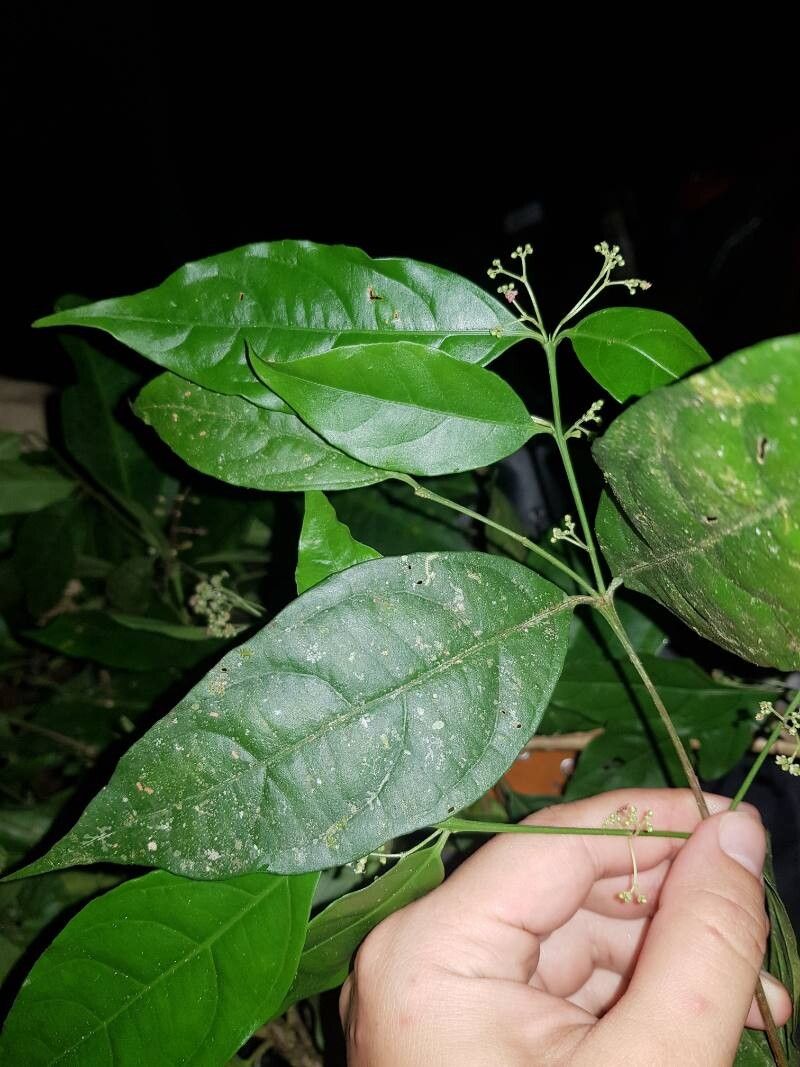 Crossopetalum parviflorum — related species from the same genus