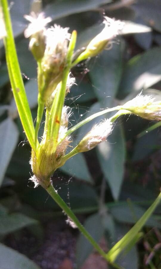 Eriophorum gracile — related species from the same genus