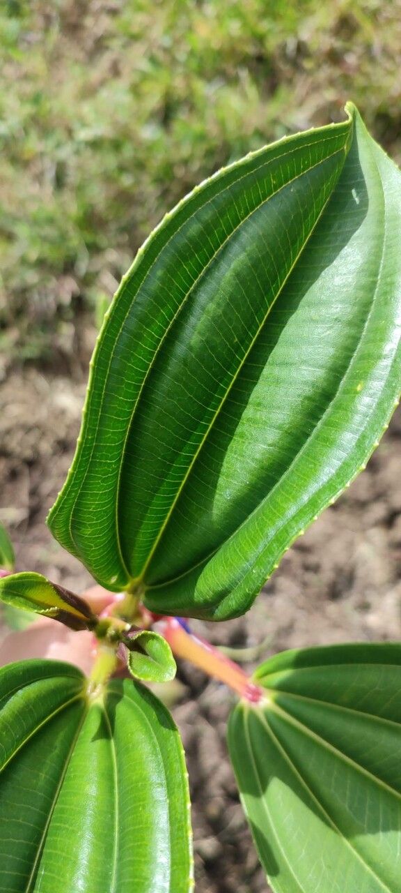 Meriania nobilis leaf