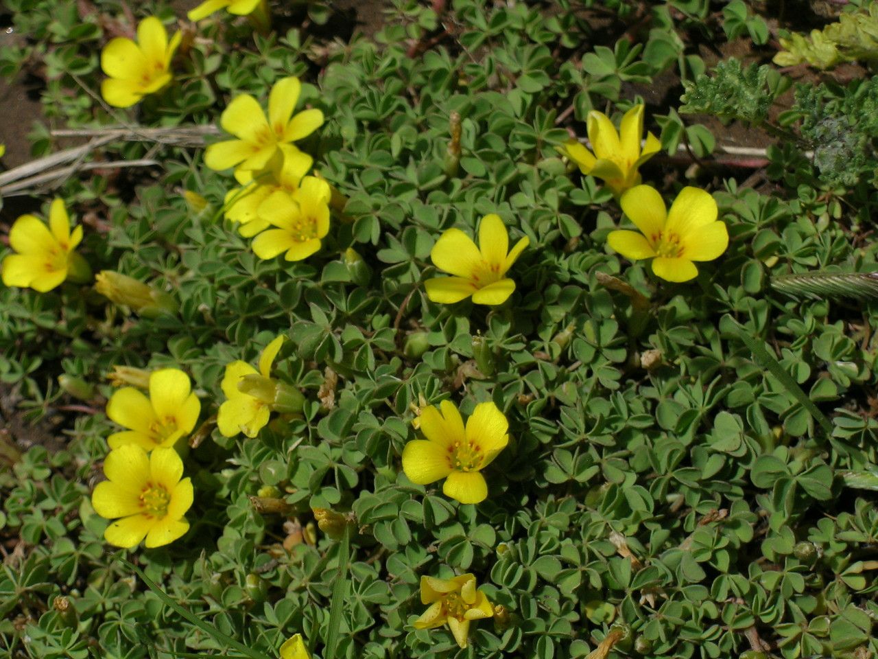 Oxalis bisfracta habit