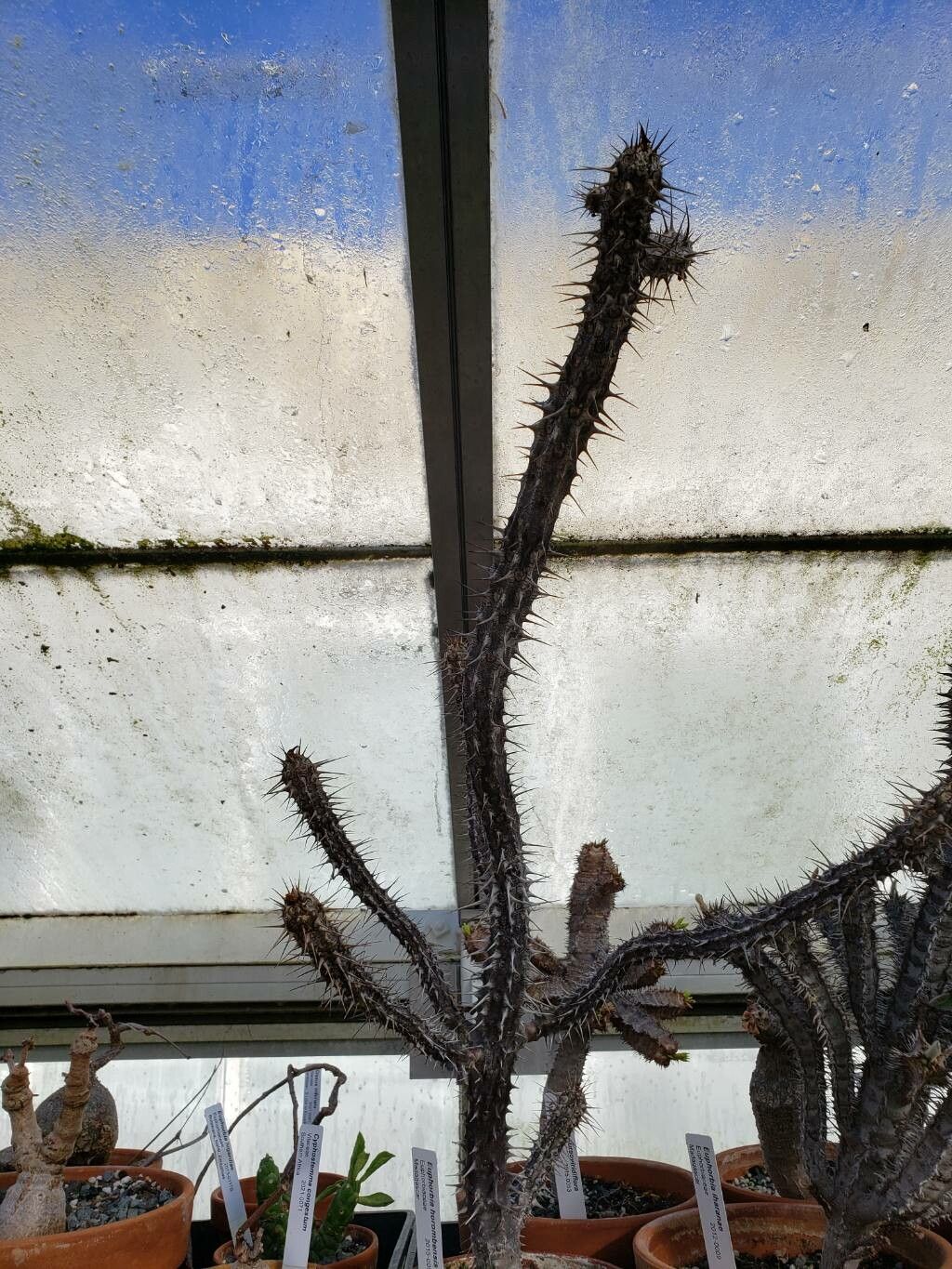 Euphorbia leandriana habit