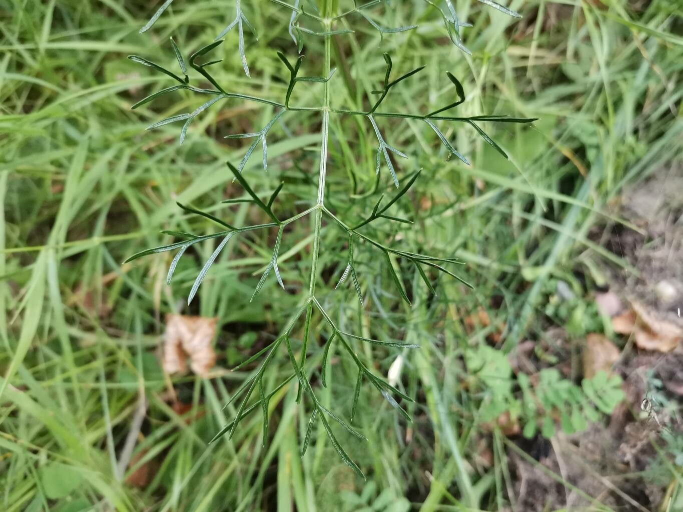Cenolophium fischeri leaf