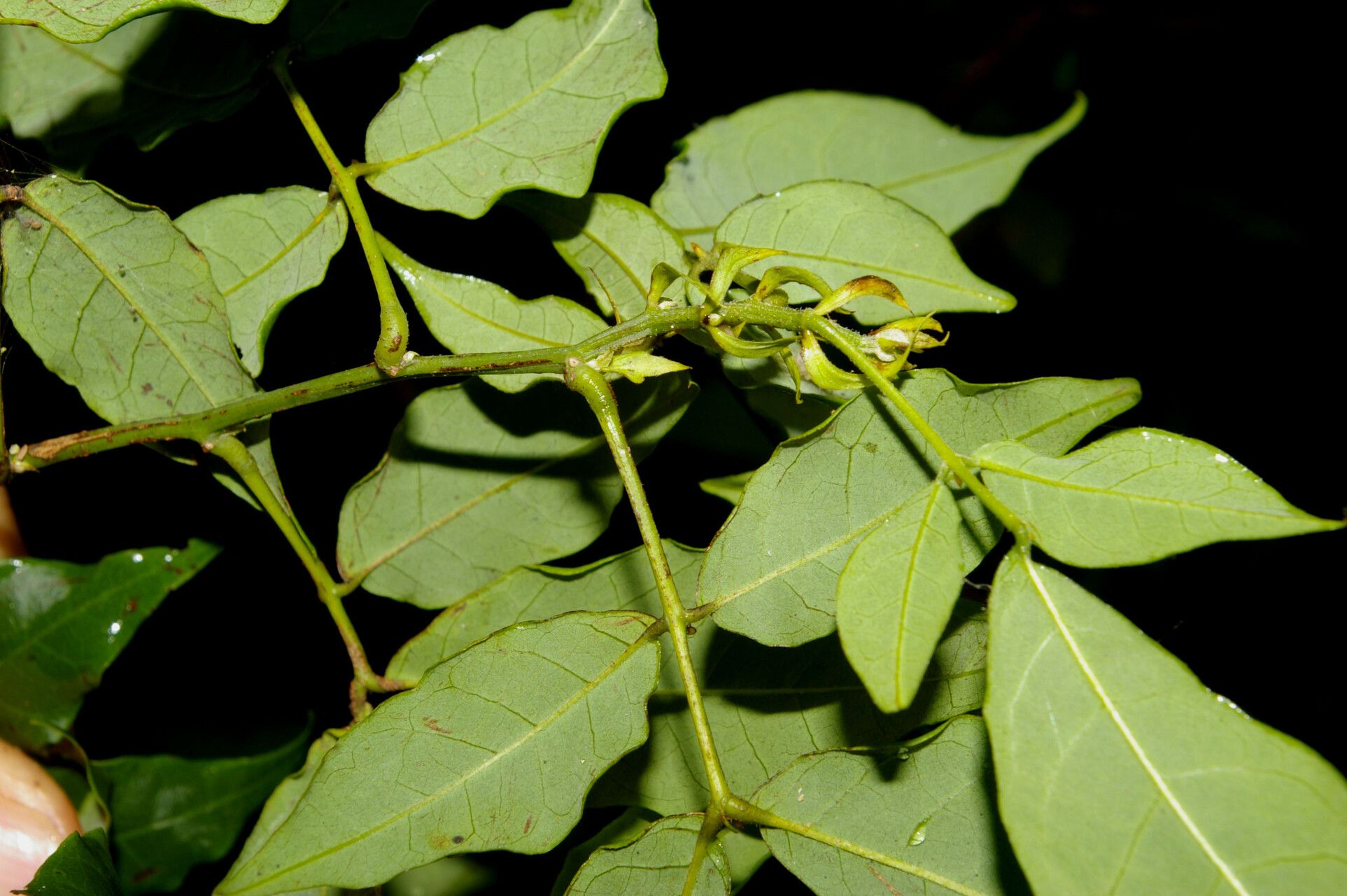 Senna undulata leaf
