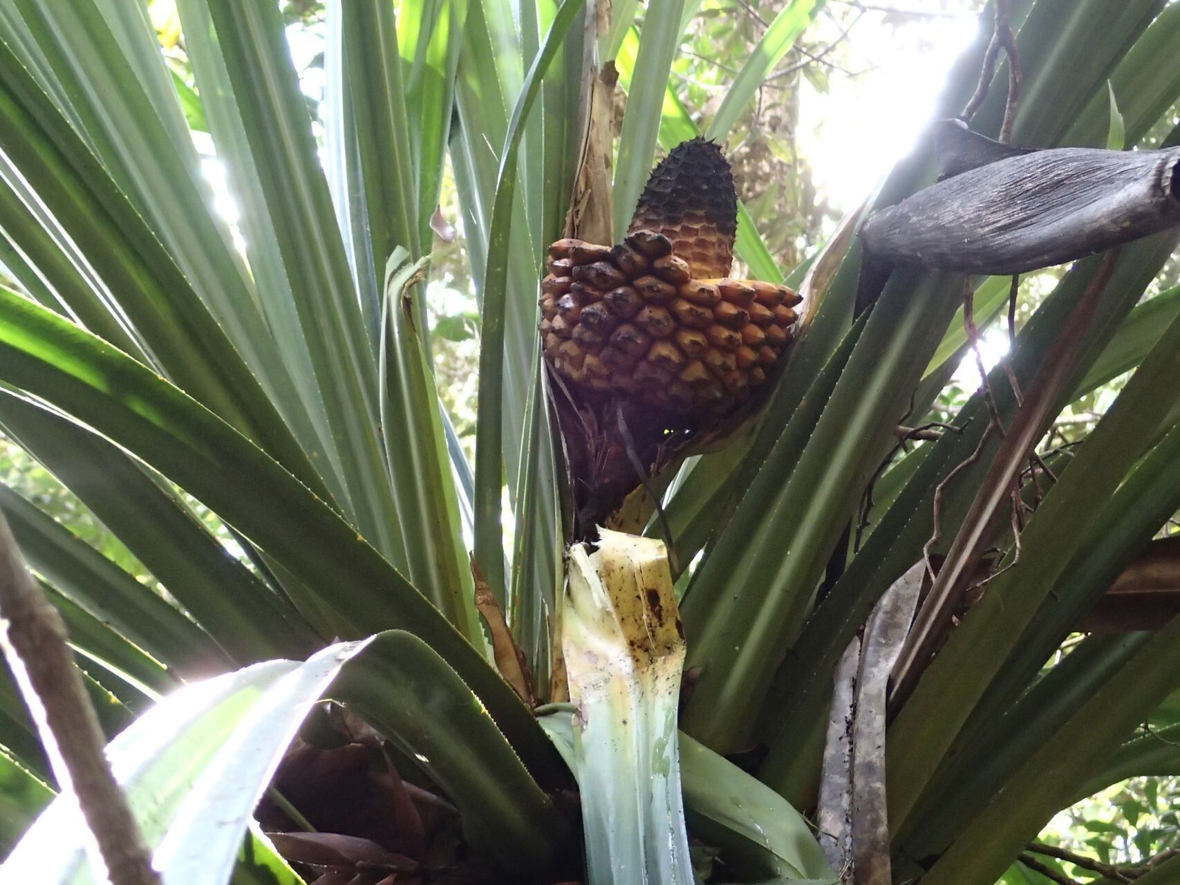 Pandanus pancheri fruit