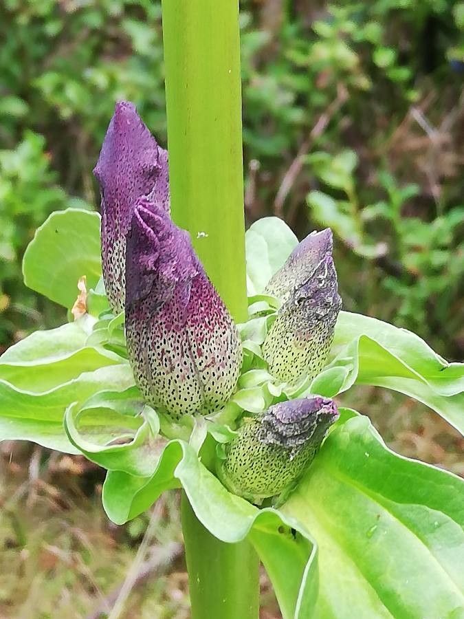 Gentiana pannonica flower