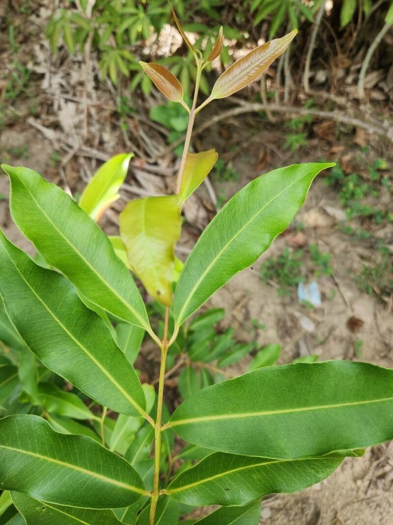 Syzygium floribundum — houseplant care guide