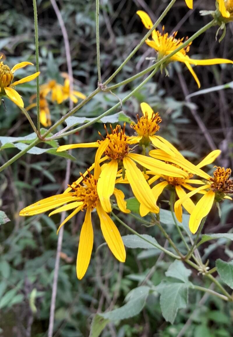 Bidens reptans flower