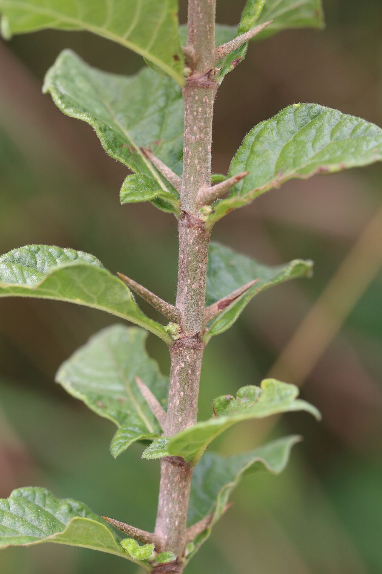 Catunaregam taylorii bark