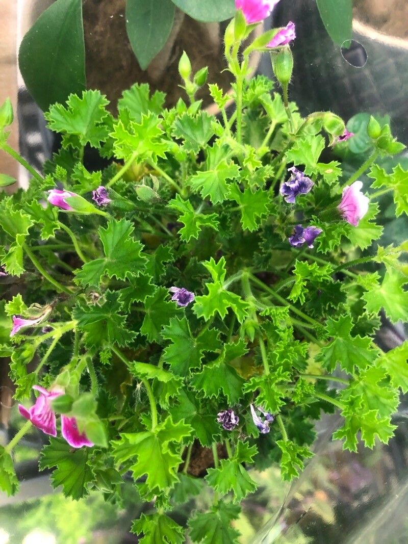 Pelargonium crispum — search result for 'Geranium'