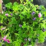 Pelargonium crispum