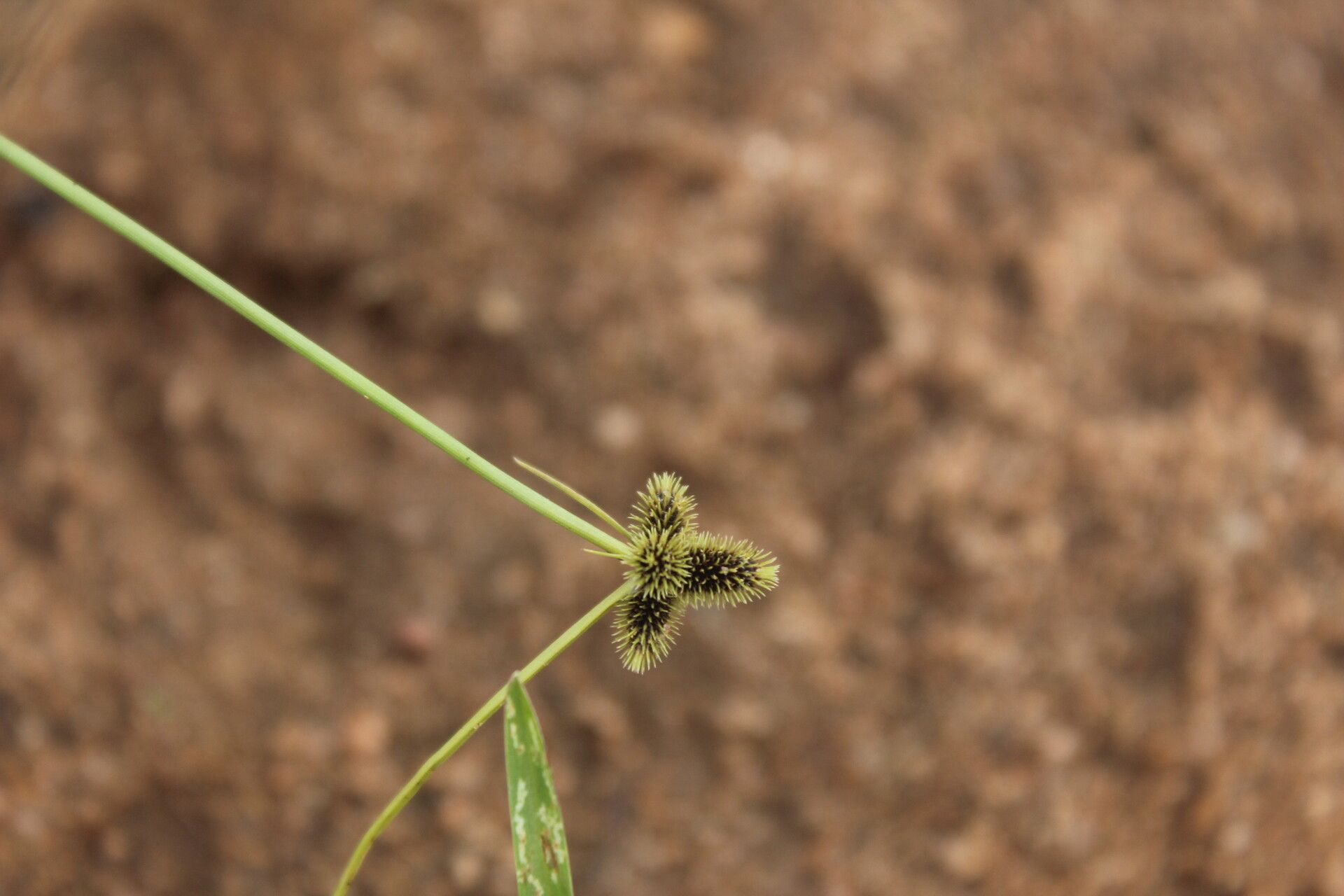 Cyperus persquarrosus flower